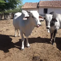 Rio Pajeú - Custódia