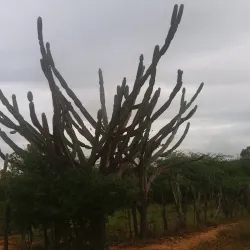 Rio Pajeú - Custódia