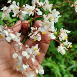 Serra Negra - Custódia
