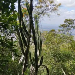 Serra Negra - Custódia