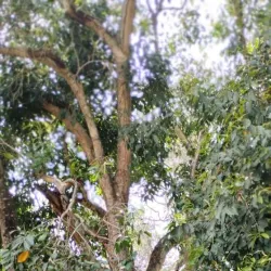 Serra Negra - Custódia