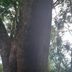 Serra Negra - Custódia
