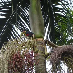 Sítio do Embu - Embu das Artes