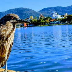 Lagoa da Conceição - Florianopolis