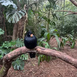 Bird Park (Parque das Aves) - Foz do Iguaçu