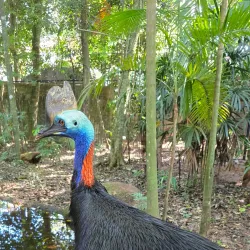Bird Park (Parque das Aves) - Foz do Iguaçu