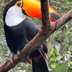 Bird Park (Parque das Aves) - Foz do Iguaçu