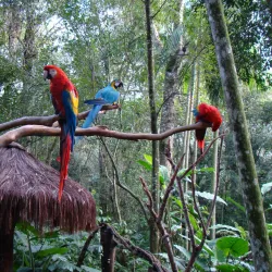 Bird Park (Parque das Aves) - Foz do Iguaçu