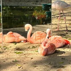 Bird Park (Parque das Aves) - Foz do Iguaçu