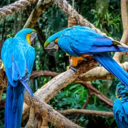 Bird Park (Parque das Aves) - Foz do Iguaçu