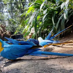 Bird Park (Parque das Aves) - Foz do Iguaçu
