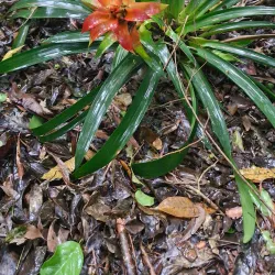 Bird Park (Parque das Aves) - Foz do Iguaçu