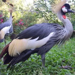 Bird Park (Parque das Aves) - Foz do Iguaçu