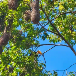 Macuco Safari - Foz do Iguaçu