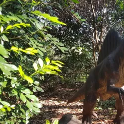 Vale dos Dinossauros (Valley of the Dinosaurs) - Foz do Iguaçu