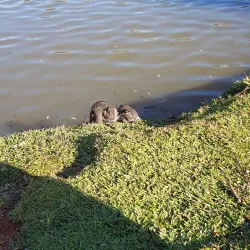 Parque Ambiental - Francisco Beltrão