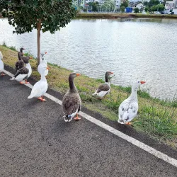 Parque Ambiental - Francisco Beltrão