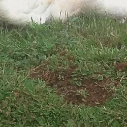 Parque do Lago - Francisco Beltrão