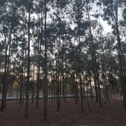 Parque Euclides Dourado - Garanhuns