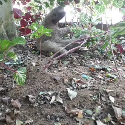 Parque Ruber Van Der Linden - Garanhuns