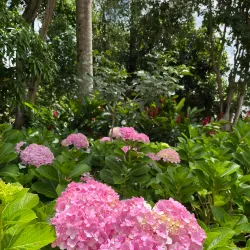 Parque Ruber Van Der Linden - Garanhuns