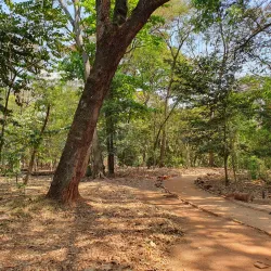 Bosque dos Buritis - Goiania