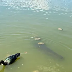 Bosque dos Buritis - Goiania