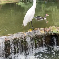 Bosque dos Buritis - Goiania