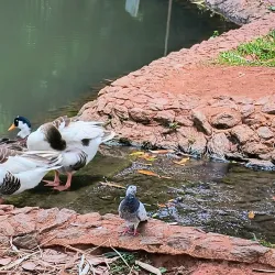 Parque Areião - Goiania