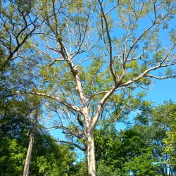 Parque Ambiental de Grajaú - Grajaú