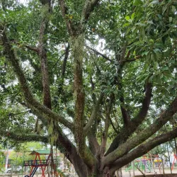 Praça da Matriz - Gravataí