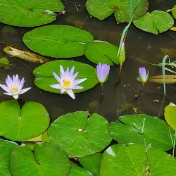 Bosque Maia - Guarulhos