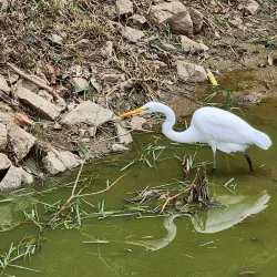 Bosque Maia - Guarulhos