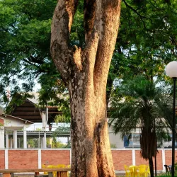 Parque Ecológico de Ibitinga - Ibitinga