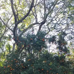 Parque de Exposições Wanderley Burmann - Ijui