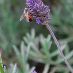 Universidade Regional do Noroeste do Estado do Rio Grande do Sul (UNIJUÍ) - Ijui