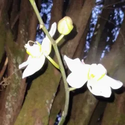 Praça da Matriz - Ipu