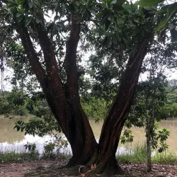 Natural Trails and Hiking - Itagimirim