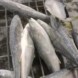 Cais de Itajaí - Itajai