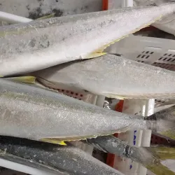 Cais de Itajaí - Itajai