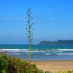 Praia do Atalaia - Itajai