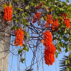 Praça da Matriz - Itumbiara