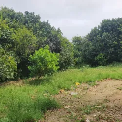 Parque Natural Municipal de Muribeca - Jaboatão dos Guararapes