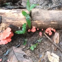 Parque Natural Municipal da Serra Dona Francisca - Jaragua do Sul