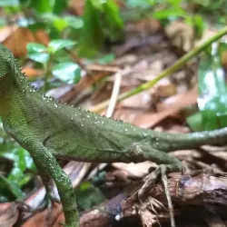 Parque Natural Municipal da Serra Dona Francisca - Jaragua do Sul