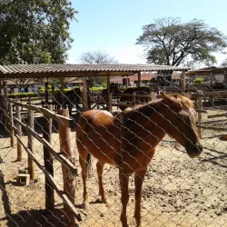 Parque Cidade - Limeira