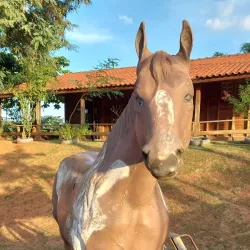 Parque Ecológico de Limeira - Limeira