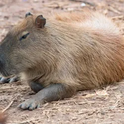 Parque Ecológico de Limeira - Limeira