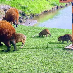 Parque Ecológico de Limeira - Limeira