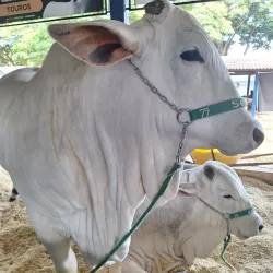 Parque Ney Braga - Londrina